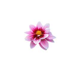 花,睡蓮,水生植物