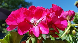 肉豆蔻,鮮花,夏
