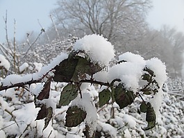 雪,冬天,性質(zhì)