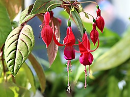 花卉,芽,紅色