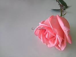玫瑰,鮮花,素材