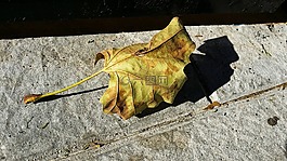 葉,秋,性質