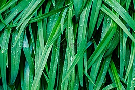 草,綠色,雨