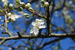 白,開花,花卉