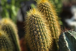 仙人掌,植物,綠色