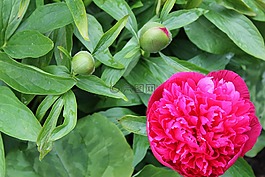 牡丹,花,植物