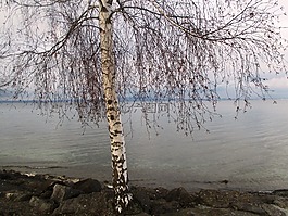 树,桦木,romanshorn
