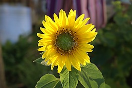 向日葵,黃色,花