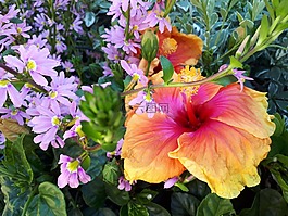 鮮花,顏色,性質