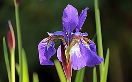 虹膜,花園,花