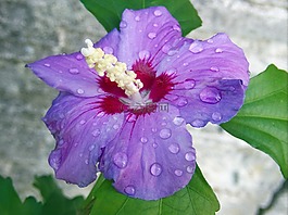 芙蓉,棉花糖,錦葵