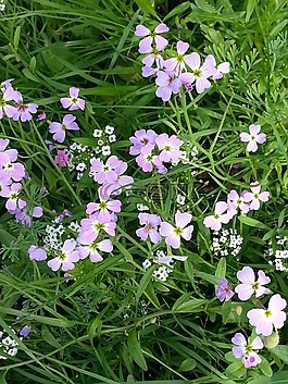 花,國家,性質(zhì)