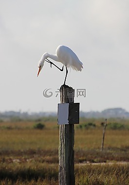 白鷺,鳥,野生動物