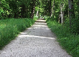 森林路徑,巷,森林