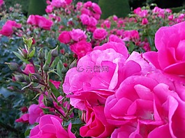玫瑰,鮮花,性質(zhì)
