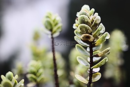 雨,雨點,植物