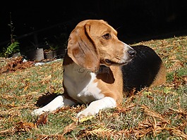 小獵犬,狗,寵物