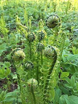 森林,蕨,羅斯托克