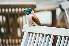 動物,禽,鳥
