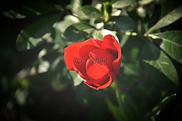 花,紅色,性質