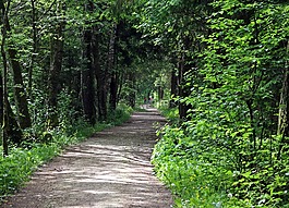 森林路徑,巷,森林