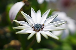 花,植物,自然