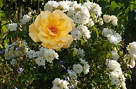 鮮花,黃色,春
