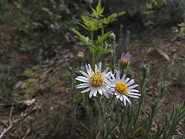 野花,植物,寂寞