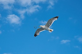 海鷗,鳥,動(dòng)物
