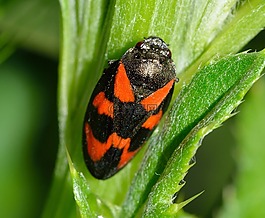 昆蟲,半翅目,cercopis