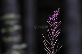 野花,指出花,高山植物区系