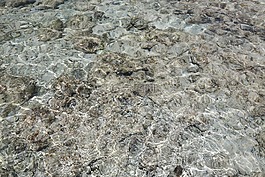 波,海,珊瑚