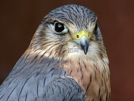 猛禽,鷹,鳥