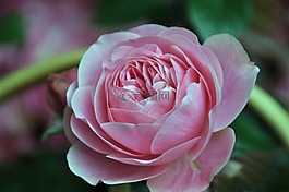 羅莎,性質,花卉