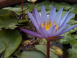 荷葉,蓮花,水廠