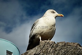動物,鳥,鷗