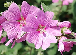 錦葵,花,特寫