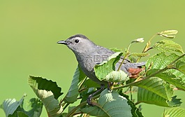 動物,鳥,灰色