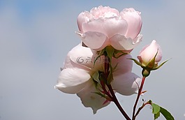 玫瑰,鮮花,香