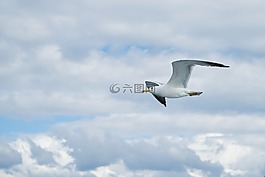 海鷗,鳥,動物