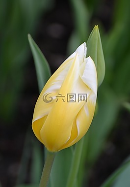 郁金香,黃色,春天