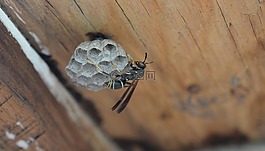 昆蟲,黃蜂,動(dòng)物
