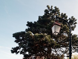 落地?zé)?樹,夏季