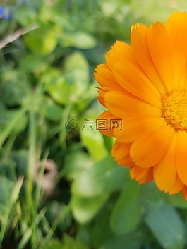 花,自然,綠色