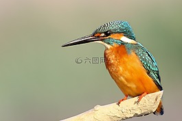 動(dòng)物,禽,鳥嘴