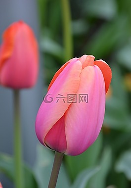 郁金香,春天的花,玫瑰