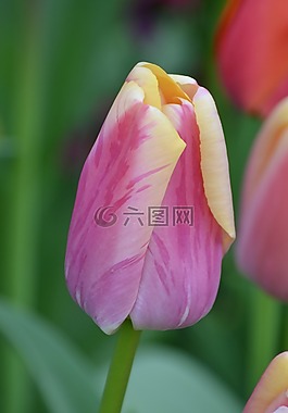 郁金香,春天的花,玫瑰