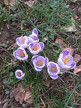 藏紅花,春天,鮮花