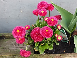 春天的花朵,粉紅色,春天
