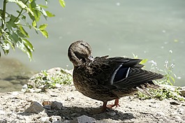 鴨,鴨鳥,性質